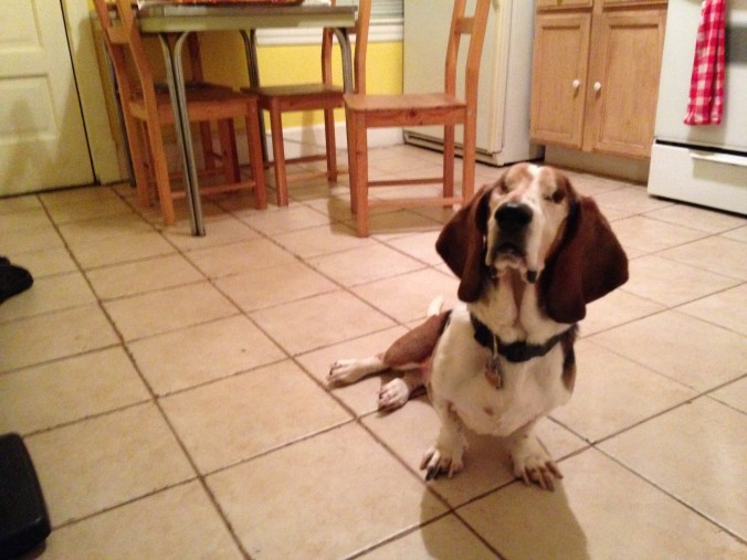 Ernie In Logan Square Apartment, December 19, 2014
