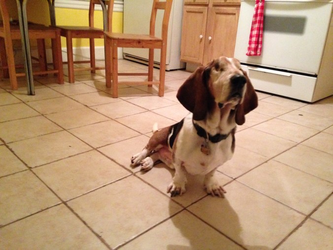 Ernie, the Chicago Pizza Hound - Logan Square - December 19, 2014