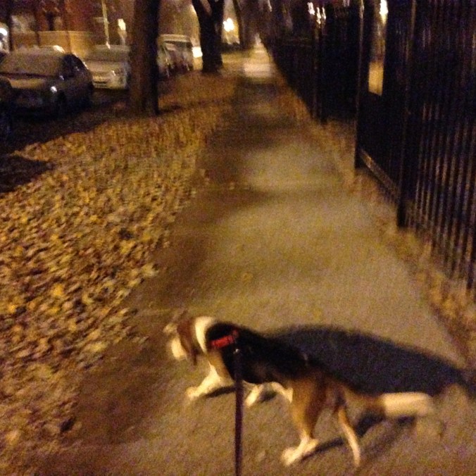 Ernie Walking in Logan Square, Late Fall - Chicago Pizza Hound